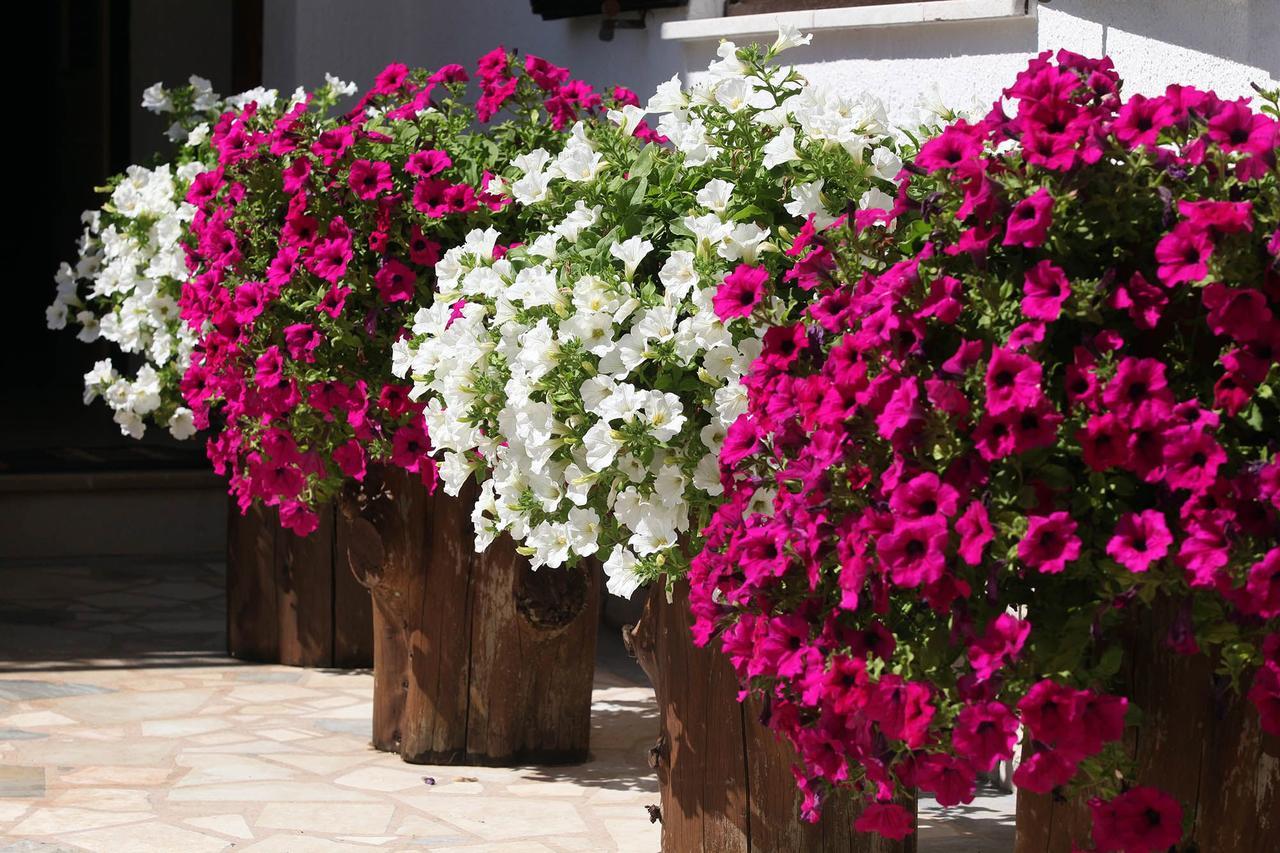 Apartments Patricia Banjole Εξωτερικό φωτογραφία